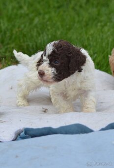 LAGOTTO ROMAGNOLO S PP/Italský vodní pes - 2