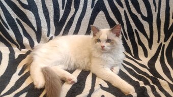 Kocúrik Ragdoll - 2