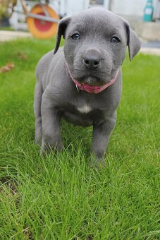 Amstaff šteniatka -verný modrý priatelia - 2