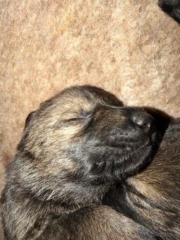 Nemecký ovčiak - šteniatka - 2