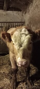 Predám býka Simental a jalovicu SS - 2