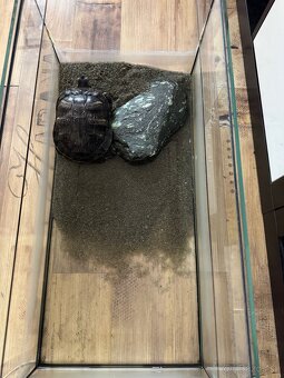 Korytnačka a 45l akvárium - 2