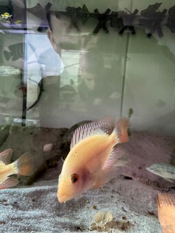 Amphilophus Citrinellus - 2