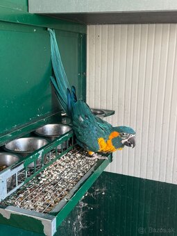 Ara glaucogularis ara modrokrká - 2