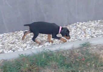 Doberman fenka - 2