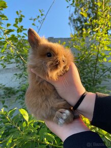 Zakrslý králik Levík - 2