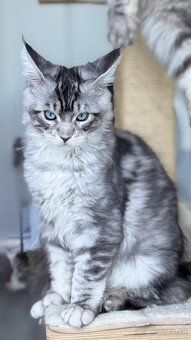 Freddie XXL veľkosť Mainská Myvalia s PP Maine Coon - 2