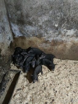 Vietnamské odstavcata - 2