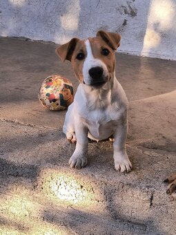 Jack russel terier - 2