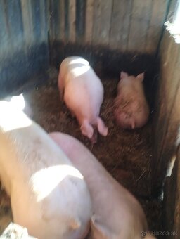 Predám domáce  prasata - 2