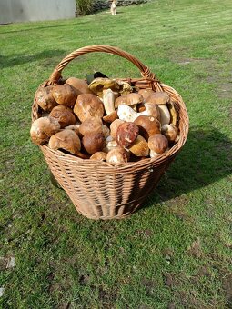 Sušené dubáky - 2