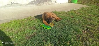 Belgický ovčiak malinois - 2