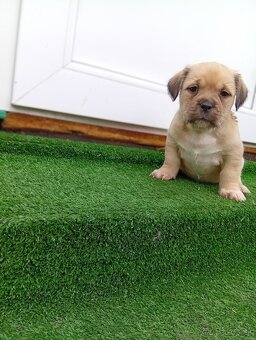 Stafford X Shitzu - 2