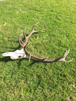 jeleň, trofej, zhody, parohy, parožie - 2