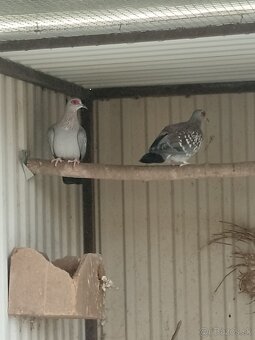 Holub guinejský - 2