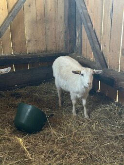 Koza , kozičky , kozy - 2