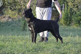 Cane Corso na krytie - 2