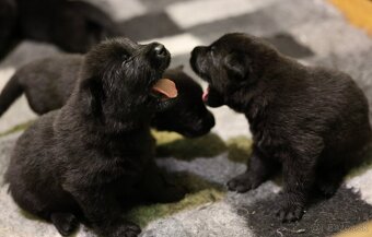 Nemecký ovčiak  s PP - 2