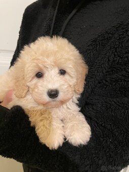 Maltipoo - 2