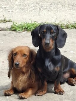 Predám šteniatka jazvečika - 2