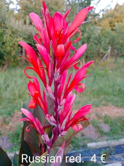 Kana indická (Canna indica) hľúzy. - 2