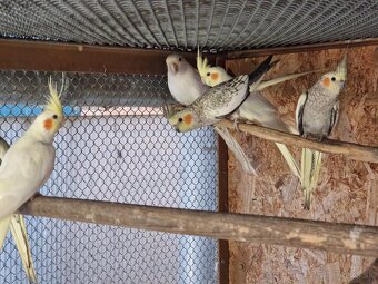 Na predaj Kórey biele obyčajne.Korely popolavé. - 2