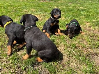 Šteniatka doberman - 2
