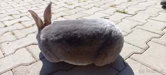 Ponukam na predaj samca slovensky sivomodry rex - 2