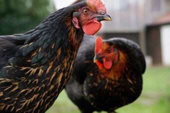 1-mesačné Kuriatka BlackStar a Bovans šedý.Odber Šafárikovo - 2