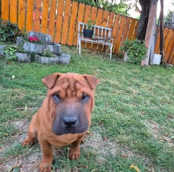 ▶️ SHAR-PEI - 2