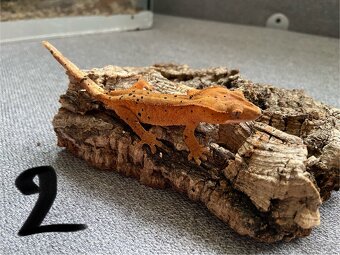 Pagekon riasnatý - Correlophus ciliatus - 2