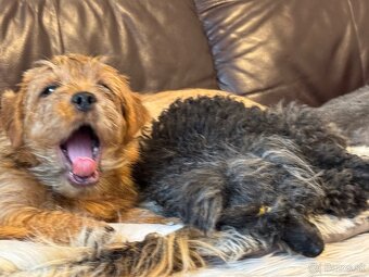 Norfolk terrier vrh September 2025 - 2