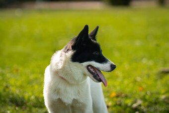 Sibírsky husky /kanadský eskimácky pes - 2