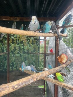 Andulky z volieri - 2