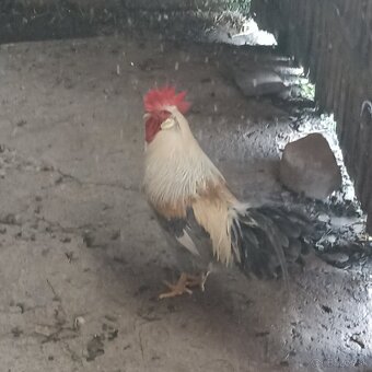 Predám kohúta Vlaška perlovo šedá. - 2