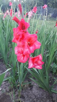 Predám hľuzy gladiol - 2