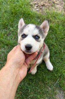 Sibírsky husky - 2
