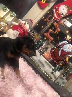 Šteniatka dobermana, samec a sučka, pripravené na adopciu - 2