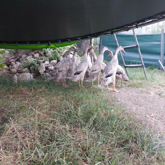 Indický bežec strieborne sfarbené, 8T. - 2