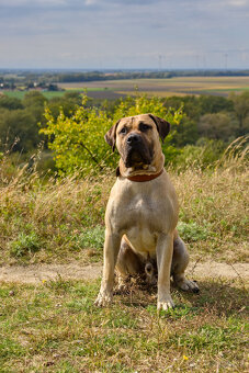 Kanarska Doga / Presa Canario s PP - 2