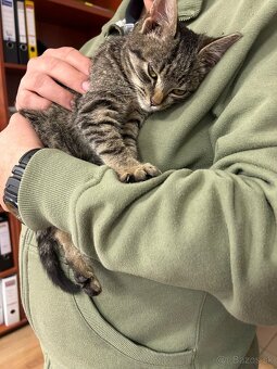 Darujem kocúrika - 2