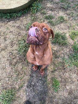 Bordeauxska doga - 2