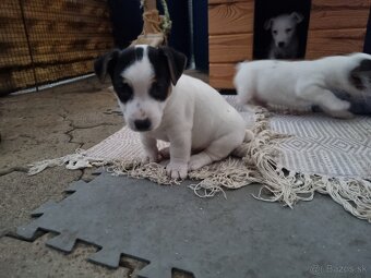 Predam štenatá Jack Russel terier - 2