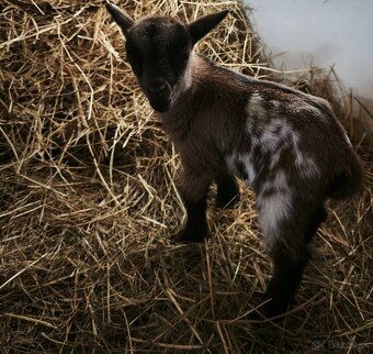 Predám holandské minikozičky - 2