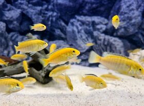 Africké cichlidy - labidochromis yellow - 2