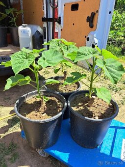 Paulownia Hybrid - 2