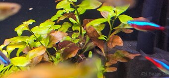 Ludwigia repens Rubin - 2