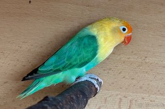 Agapornis fischeri - samica - 2