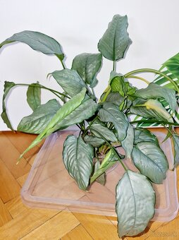 Nenáročné izbové rastliny od 3 € - 2