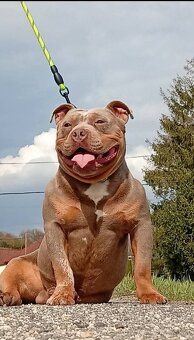 American bully pocket - 2